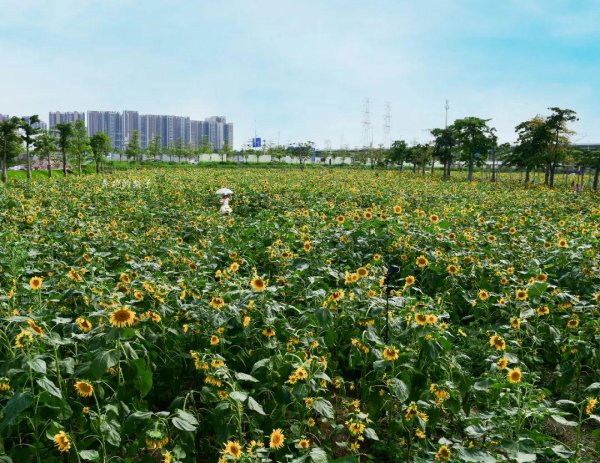 资生网 广州不花钱可以玩一天的“金色花海”和“海风堤岸”，地铁直达！