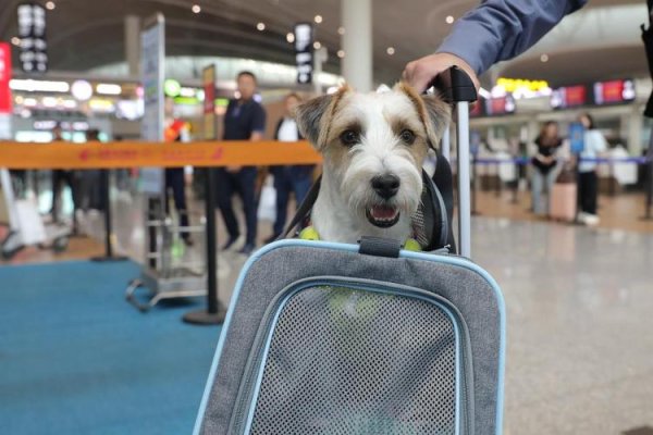 股鑫所 带着毛孩子去旅行！东航“宠物进客舱”服务在济南正式上线
