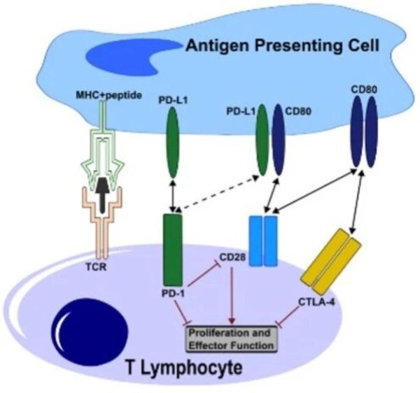 荆叶优配 迎接PD-1激动剂的热潮